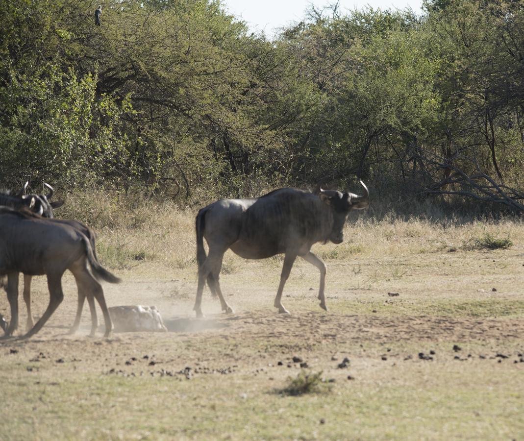 Phumelo Lodge Bela-Bela Bagian luar foto