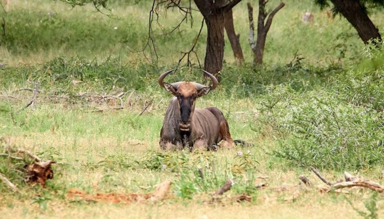 Phumelo Lodge Bela-Bela Bagian luar foto